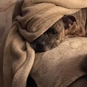 Meet your Posher, Scarlett